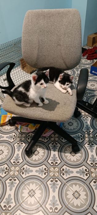 Kotki 3 miesięczne szukają domku