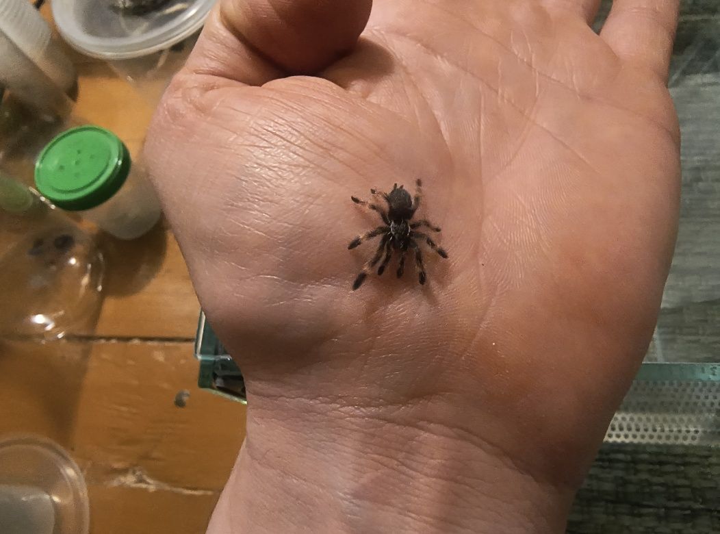 Ptasznik Psalmopoeus reduncus l3 4 SZTUKI za 50zł i INNE Bielsko-Biała