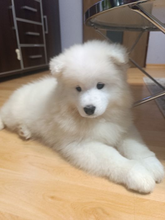 Samojed samoyed suczka FCI, badania DNA