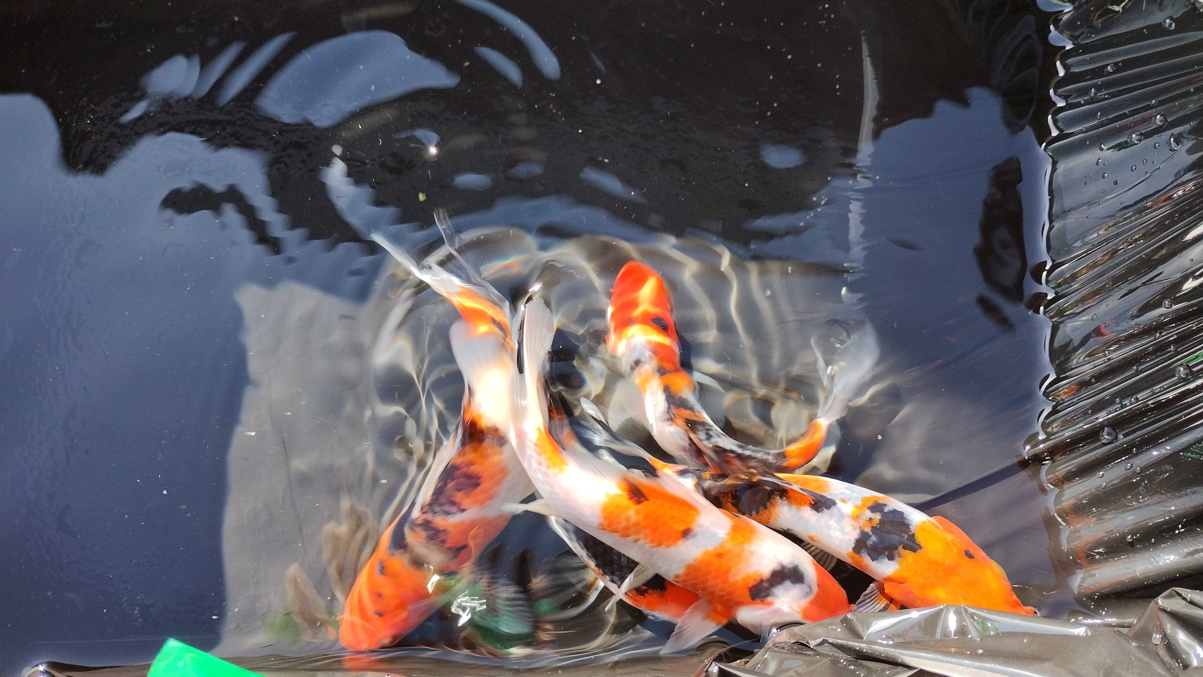 Karp Koi Tricolor 10-15cm. Cetarius