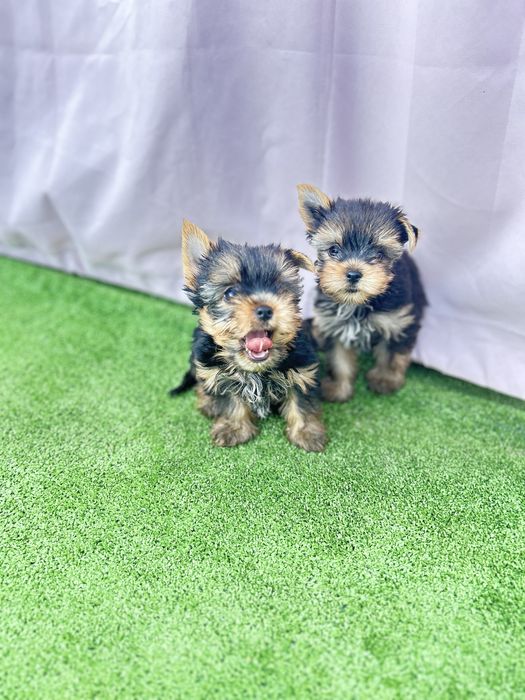 Йорики мажорики)