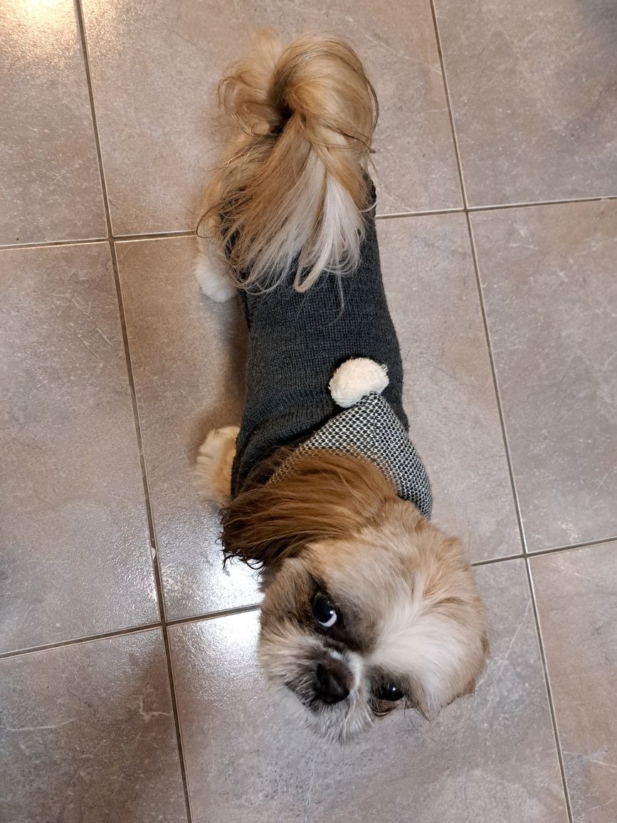 Ubranko dla psa shihtzu York maltańczyk sweter dla psa