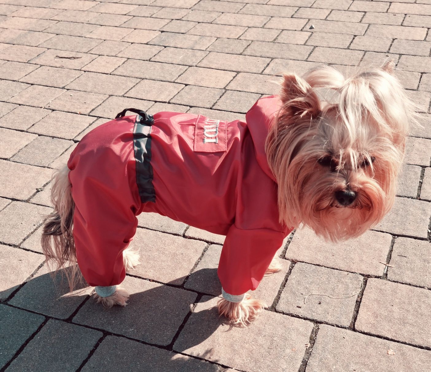 kombinezon nieprzemakalny,jesienny dla york,shihtzu ,jamnik na miare