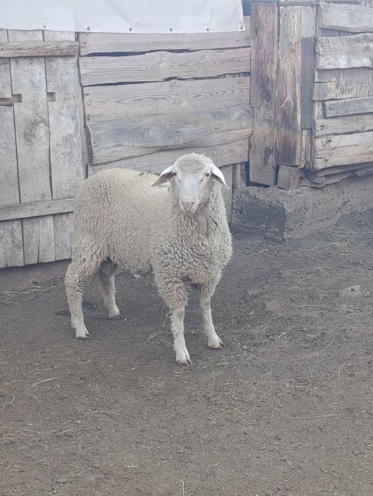 Продам 3 вівці на м'ясо