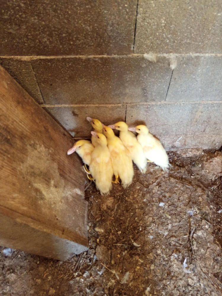 Patos grandes e pequenos