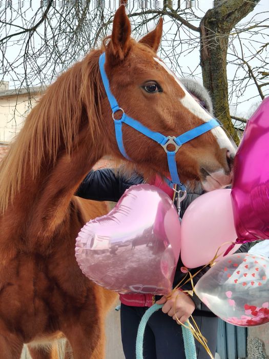 Klacz malowana dwa lata