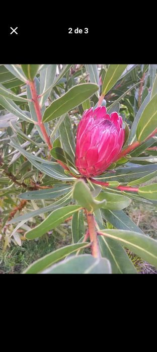 Flores flores flores