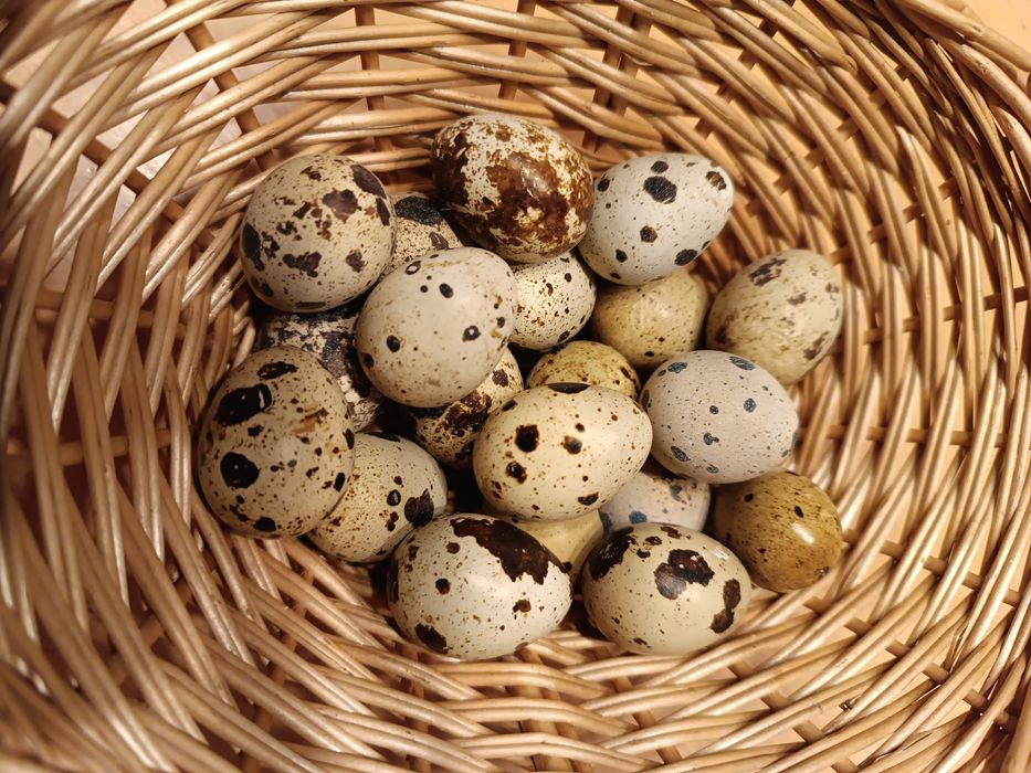 Świeże i zdrowe jaja przepiórcze