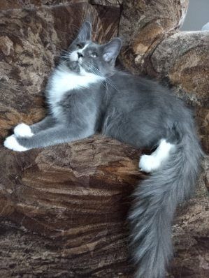 Kocurek Maine Coon
