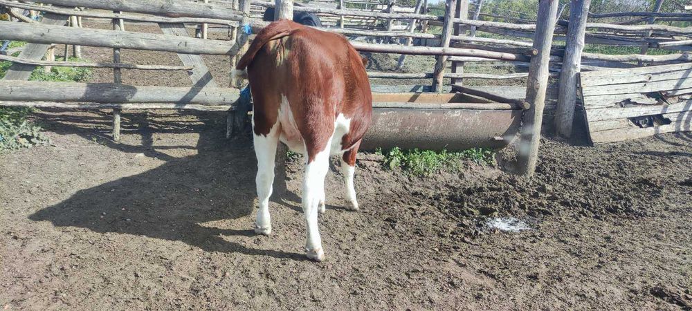 Телиці тільні по 6міс тільності