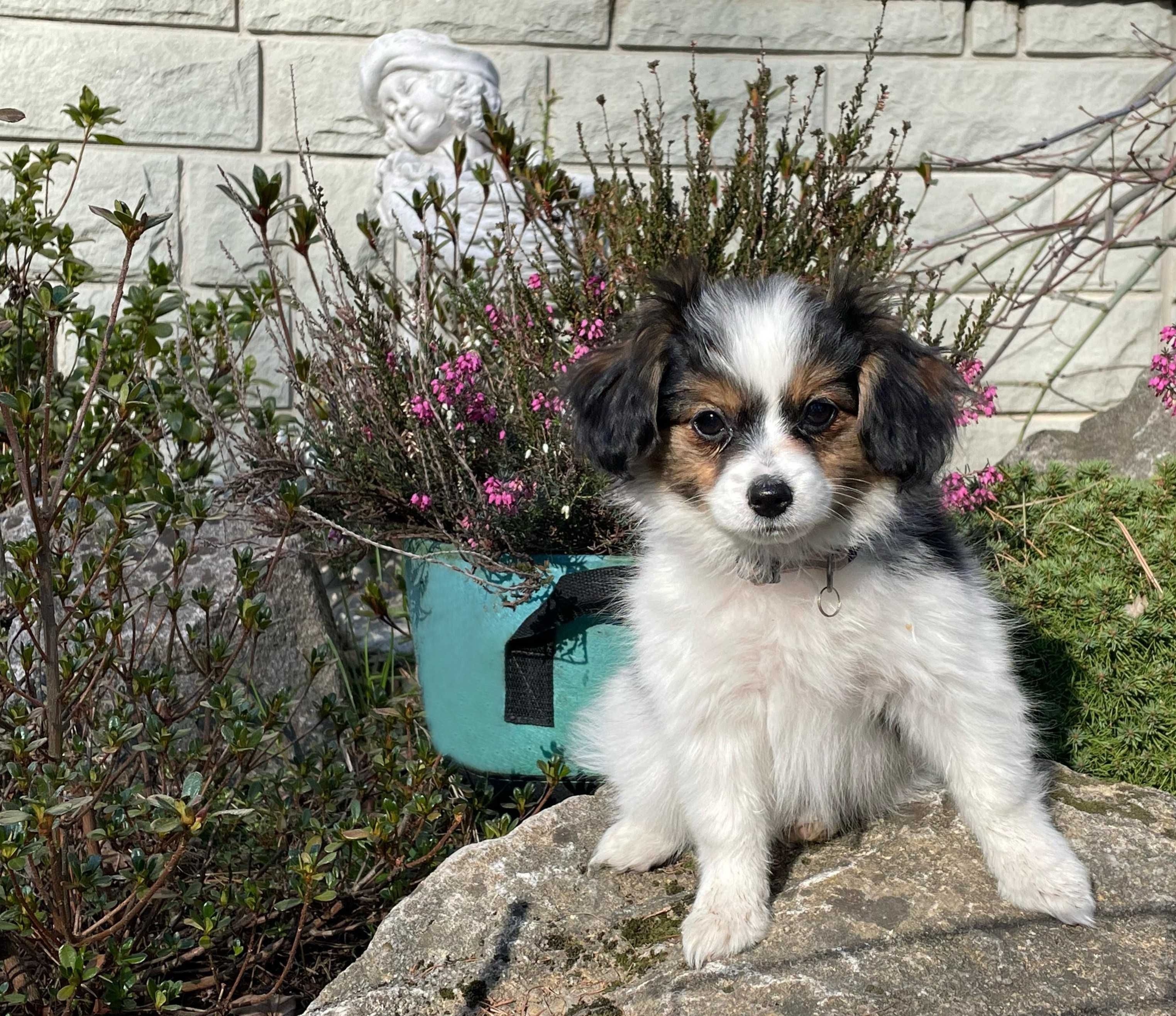 Spaniel kontynentalny, phalene nie papillon, ZKwP, FCI, suczka