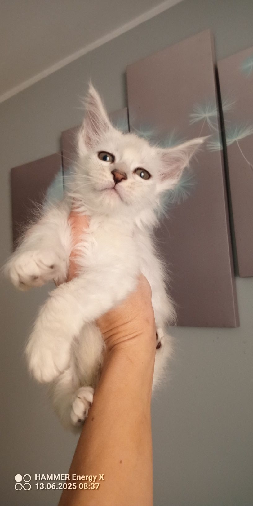 Kotka Maine coon Shell ns12 FPL