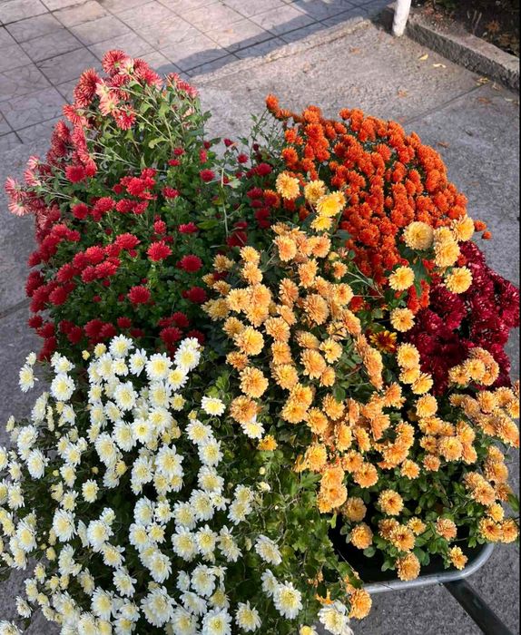 Хризантема різнокольорова