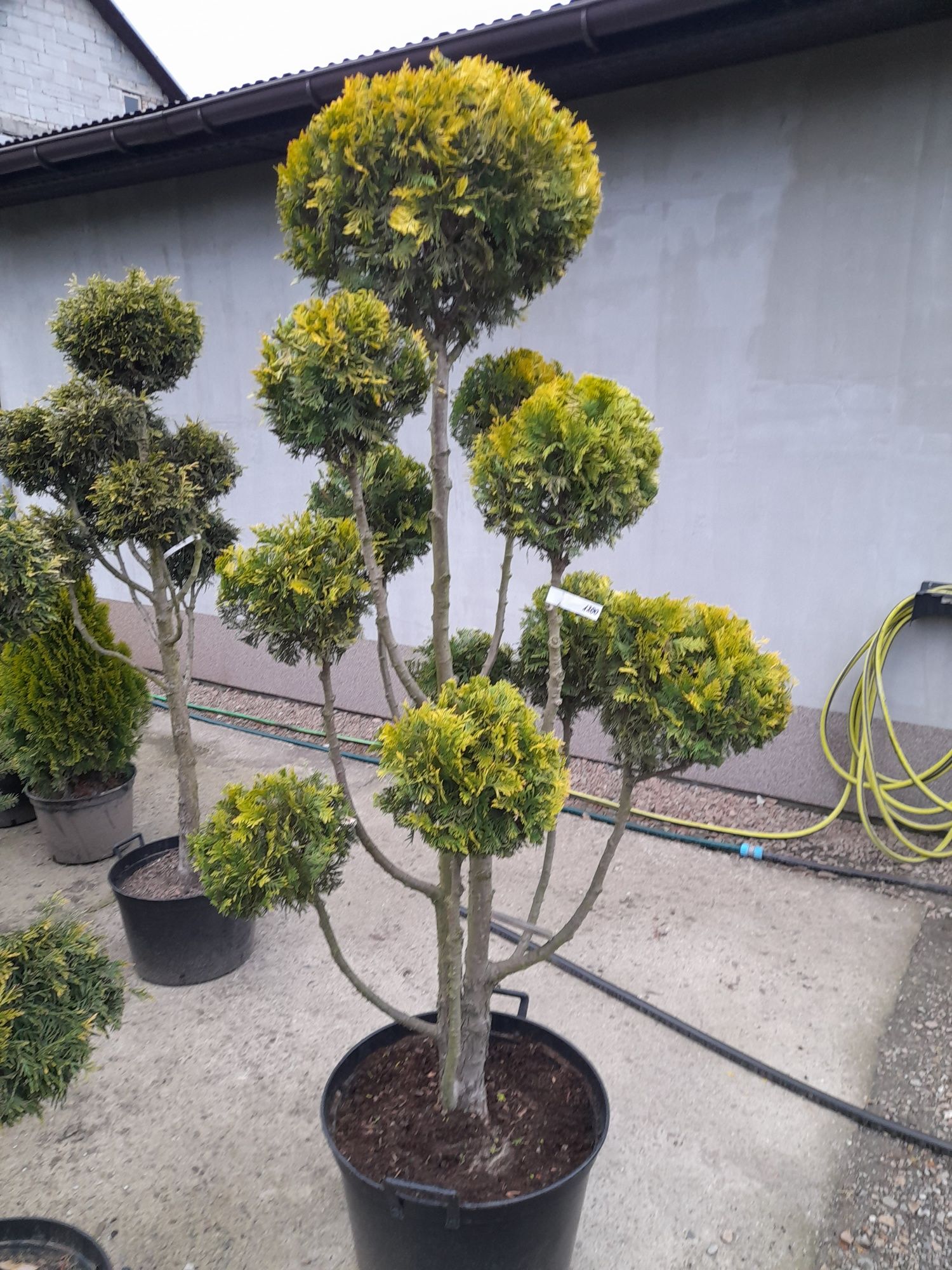 Tuja gold bonsai 200cm