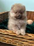 Szpic miniaturowy Pomeranian