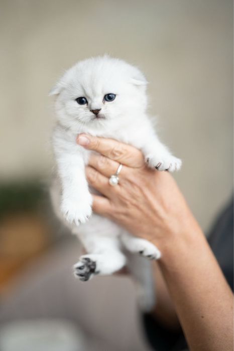 Шолландські срібна шиншила