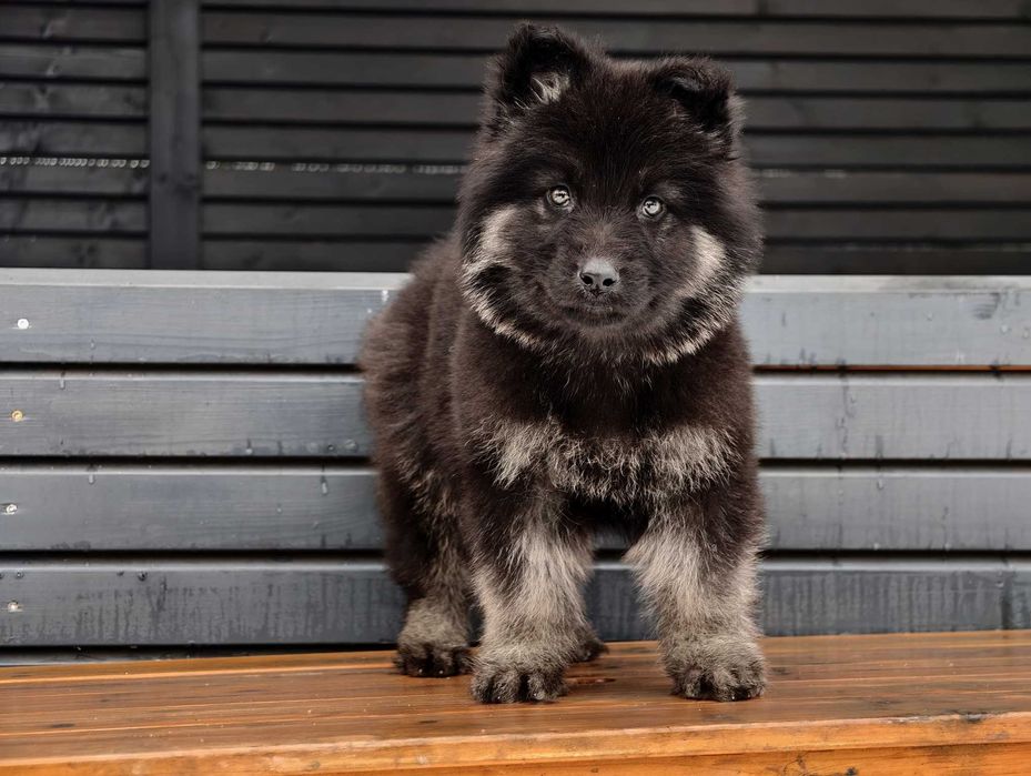 OWCZAREK STARONIEMIECKI Piękny piesek w niespotykanym umaszczeniu!