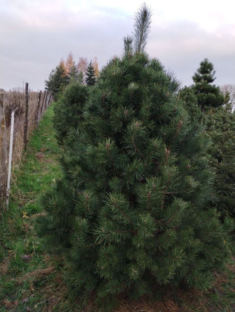 Wyjątkowe IGLAKI Sosny Świerki Jodły Daglezje Bonsai z EKO plantacji