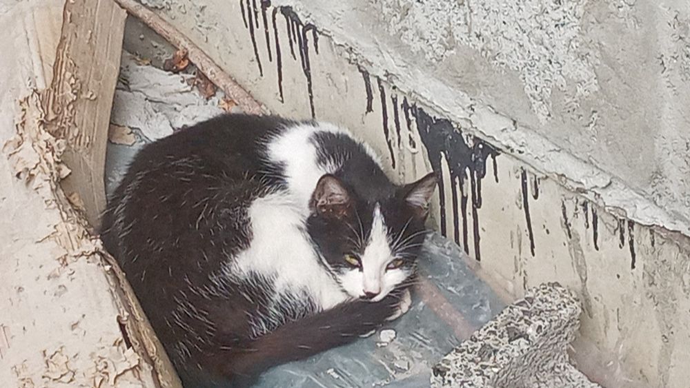 Відаємо котів у хороші руки