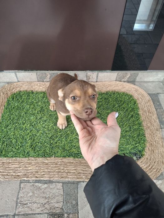 Щеня шоколадка буде невеличка 3 міс