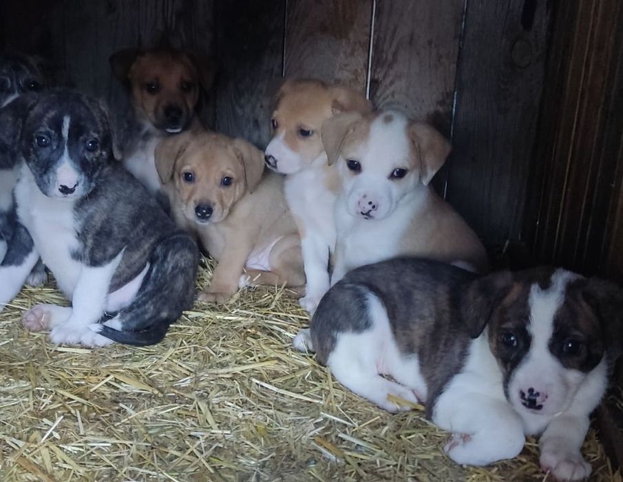 Щенки на любой вкус Харьков - Змиев