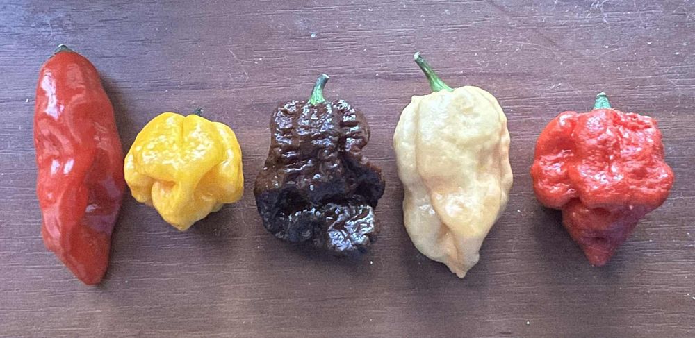 Острый перец свежий Carolina Reaper, 7 Pot, Bhut Jolokia, Habanero