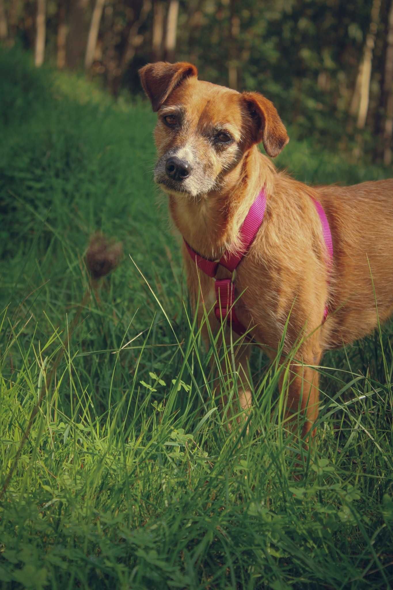 Nina, porte pequeno, devolvida