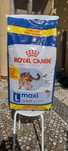 Royal Canin Maxi Adulto
