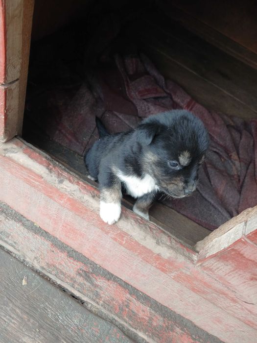 Віддам у добрі руки цуценята