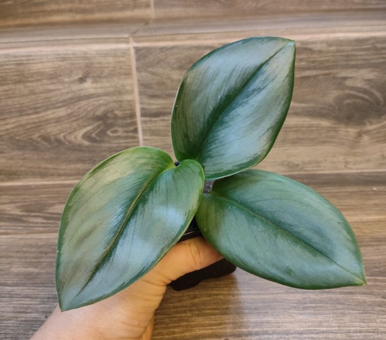 Scindapsusa moonlight