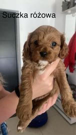 Cavapoo w kolorze red