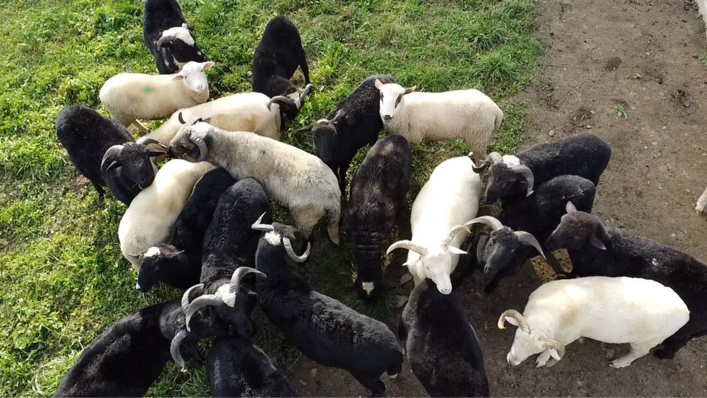 Barany i owce 13zł/kg żywej wagi