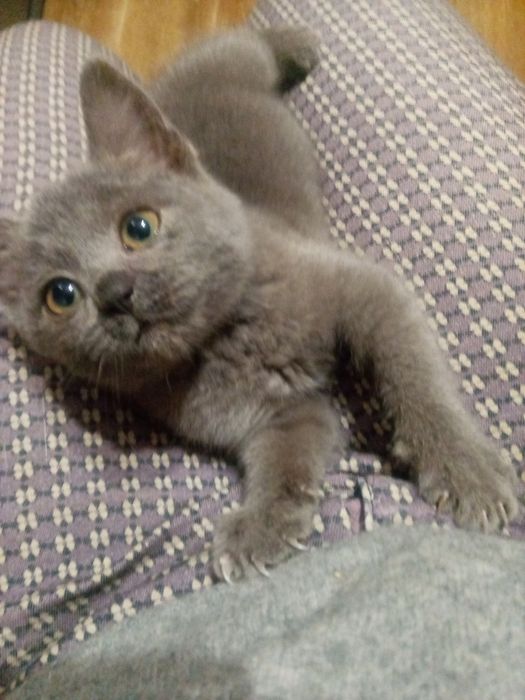 Маленьке чудове кошенятко в найкращу родину