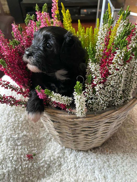 Śliczny piesek- szczeniak rasy Hawańczyk ZKwP/FCI