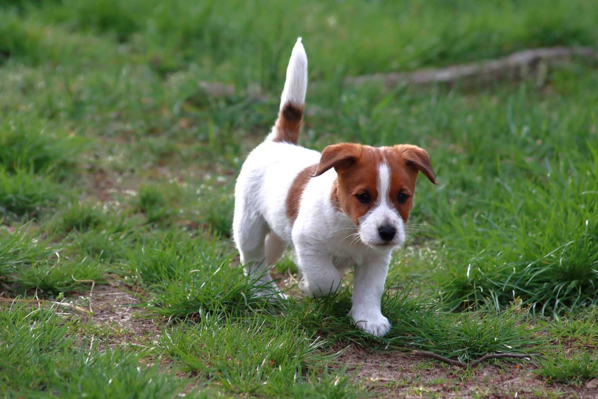 Jack Russell Terrier ZKwP, FCI