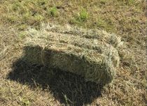 Продам тюки сіна