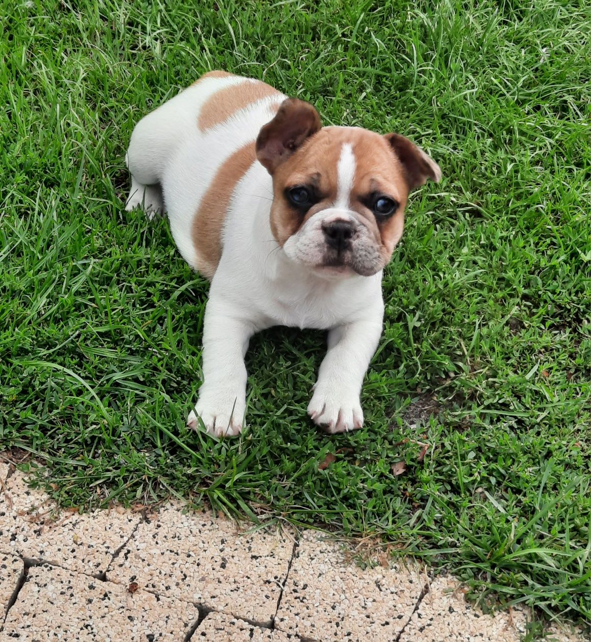 Szczeniaczek buldog francuski