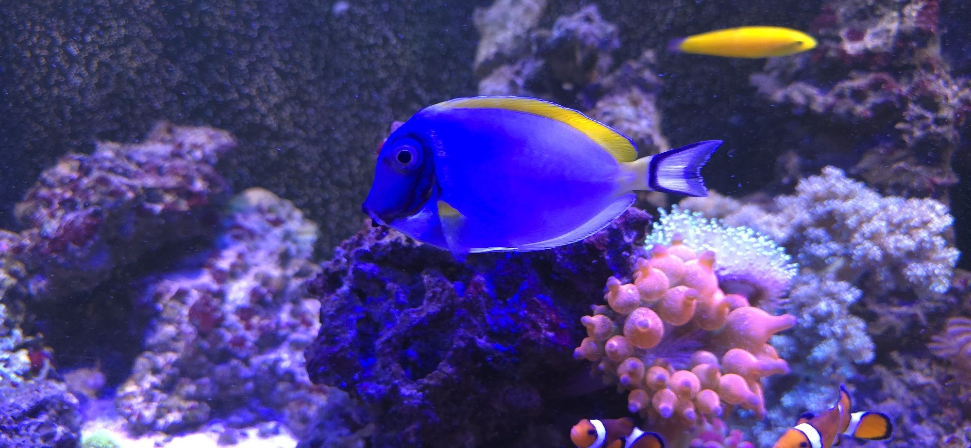 Acanthurus leucosternon