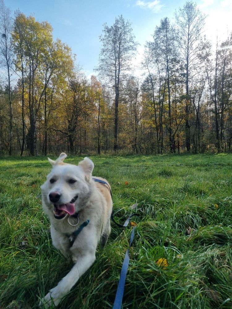 Koral(owy) psiak szuka domu ADOPCJA