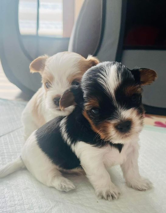 Oddam 2 półtora miesięczne yorki