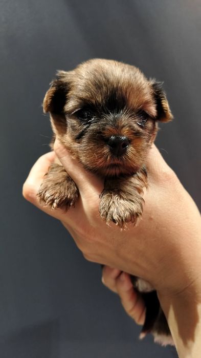Yorkshire terrier