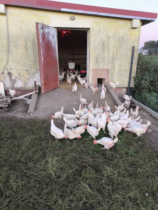 Jajka wiejskie z transportem