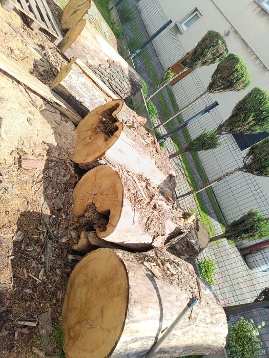 Drzewo Dębina na deski