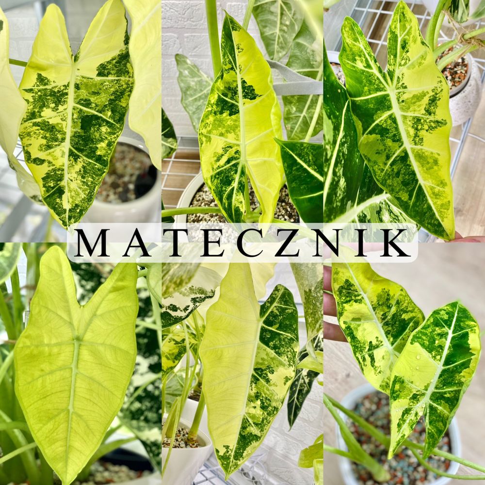 Alocasia Alokazja micholitziana frydek Variegata bulwa bulwy ostatnie