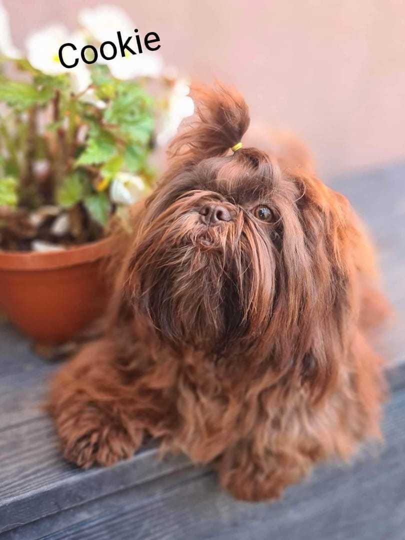 Śliczny piesek rasy Shih Tzu