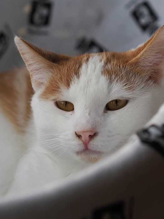 Maki - bursztynowy spokojny kocurek