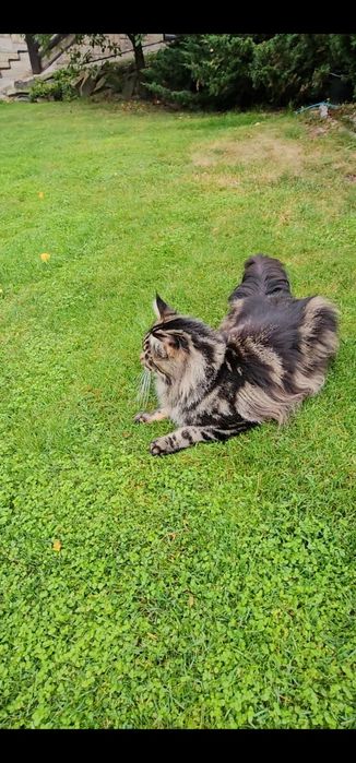 Maine coon Pręgowany