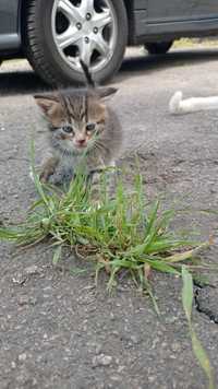 Котеня кіт свренький