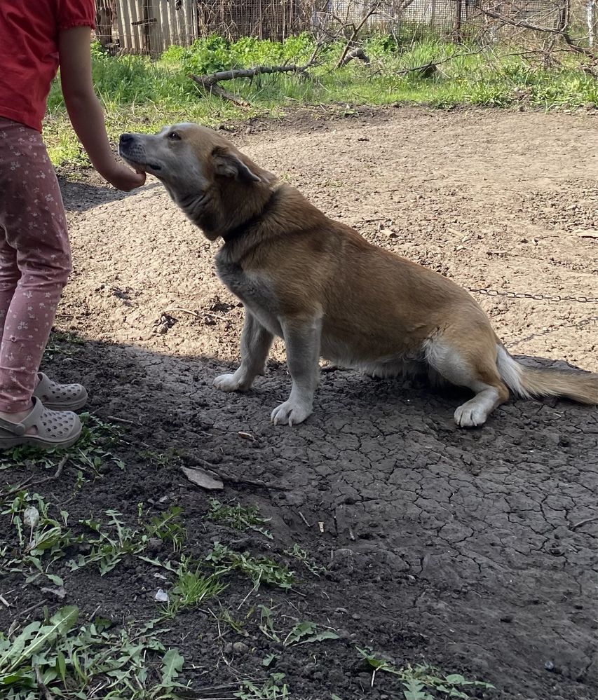 Отдам Собака в добрі руки бесплатно
