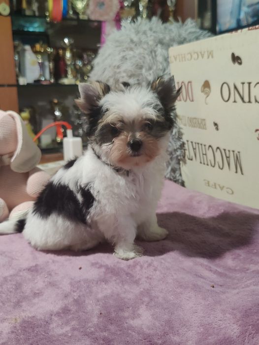 DEXTER piękny piesek Yorkshire terrier Biewer
